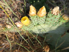 Opuntia ficus-indica