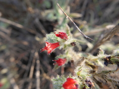 Echium angustifolium