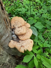 Cerioporus squamosus