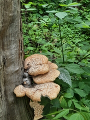 Cerioporus squamosus