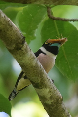 Eurylaimus ochromalus