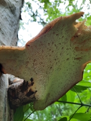 Cerioporus squamosus