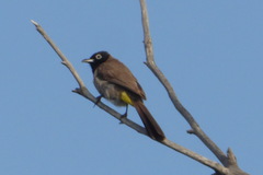 Pycnonotus xanthopygos