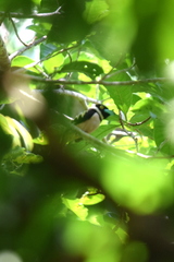 Eurylaimus ochromalus