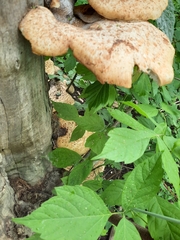 Cerioporus squamosus