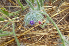 Boraginaceae