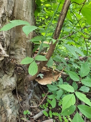 Cerioporus squamosus