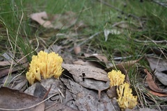 Ramaria lorithamnus