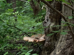 Cerioporus squamosus