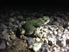 Anaxyrus debilis