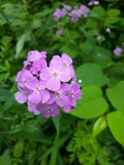 Hesperis matronalis