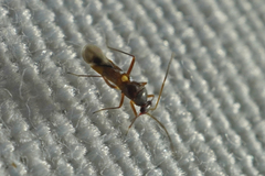 Sericophanes heidemanni