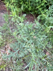 Eschscholzia californica