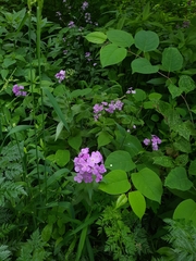 Hesperis matronalis