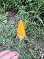 Eschscholzia californica