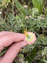 Eschscholzia californica