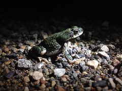 Anaxyrus debilis