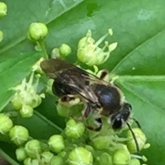 Andrena crataegi