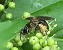 Andrena crataegi