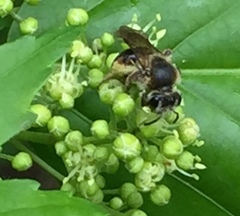 Andrena crataegi