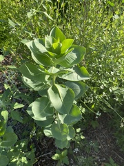 Euphorbia marginata