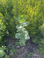 Euphorbia marginata