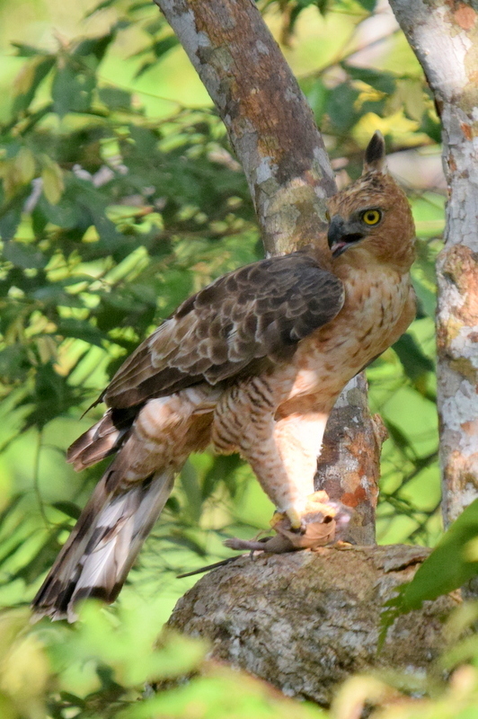Wallace's Hawk-Eagle photo