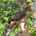 Wallace's Hawk-Eagle - Photo (c) Tan Kok Hui, some rights reserved (CC BY-NC), uploaded by Tan Kok Hui