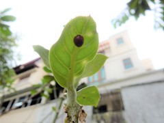 Chilocorus circumdatus