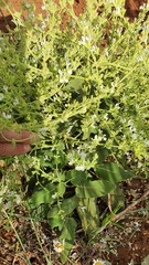 Salvia syriaca