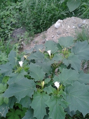 Datura stramonium