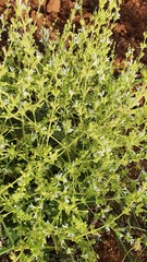 Salvia syriaca