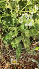 Salvia syriaca