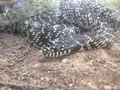 Lampropeltis splendida