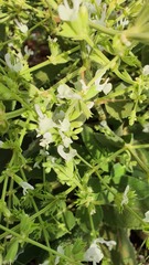 Salvia syriaca