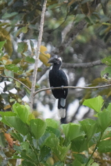 Anthracoceros malayanus