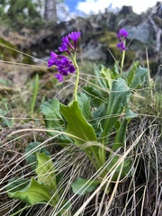 Primula latifolia