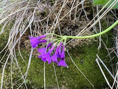 Primula latifolia