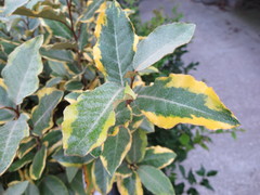 Elaeagnus × ebbingei