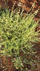 Salvia syriaca