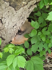 Cerioporus squamosus