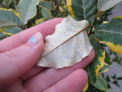 Elaeagnus × ebbingei