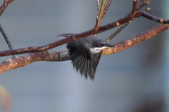 Hemipus hirundinaceus