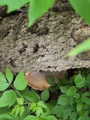 Cerioporus squamosus