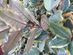Elaeagnus × ebbingei