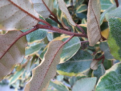 Elaeagnus × ebbingei