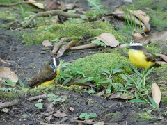 Myiozetetes cayanensis