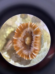 Paracyathus stearnsii