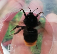 Bombus rupestris