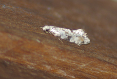 Nemapogon auropulvella
